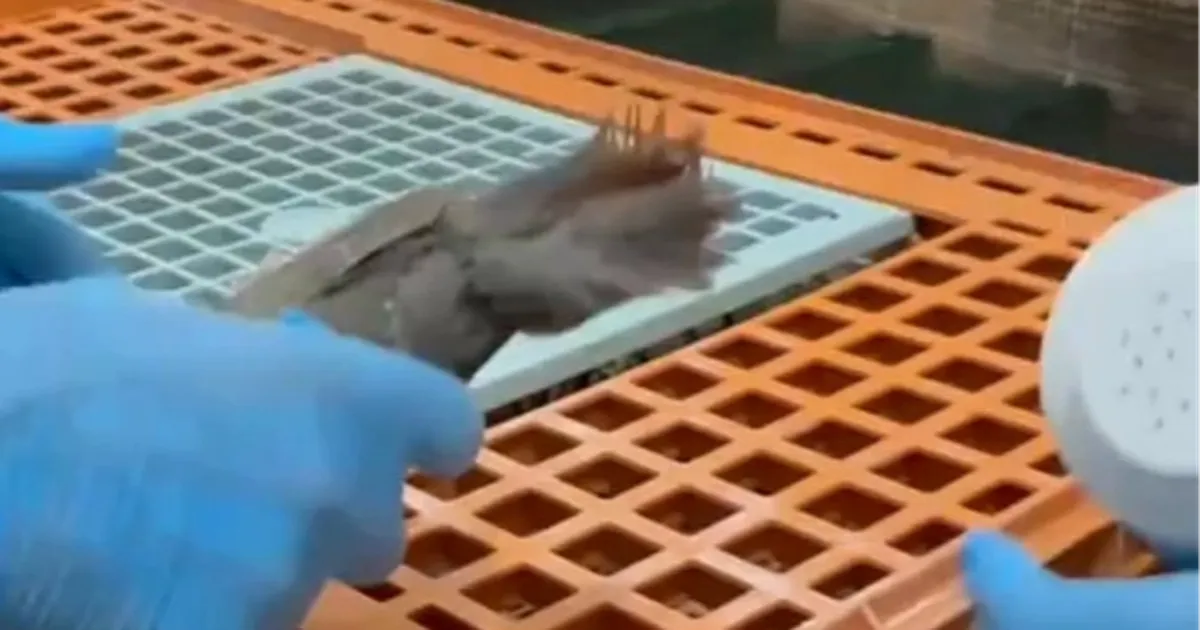 Keklikler Doğaya Dönüş Yapıyor!