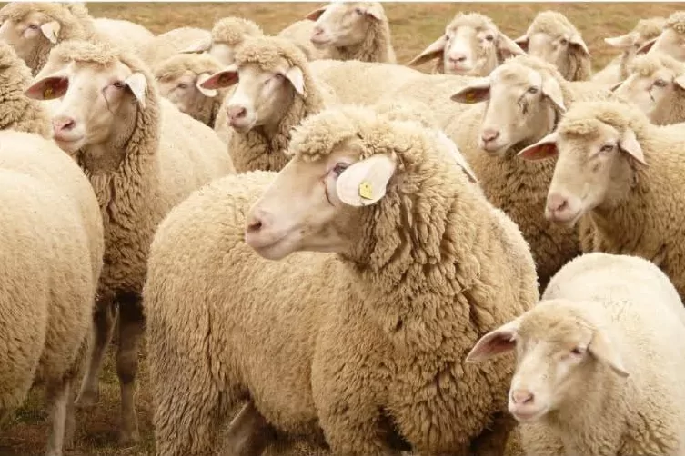 Keşan Koyun Kırkım Eğitimi