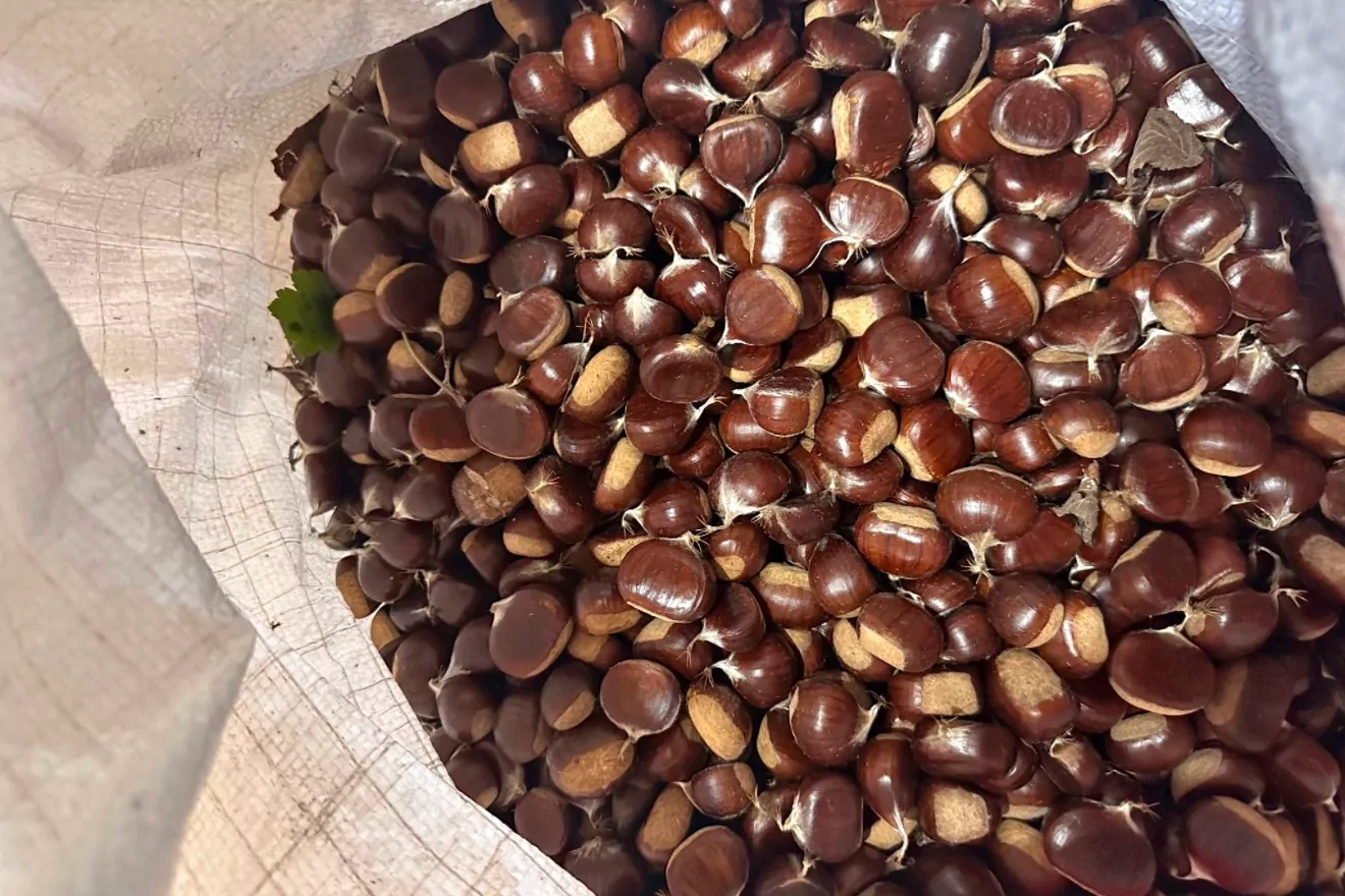 Kestane Sezonu Düzce’de Coşkuyla Başladı!