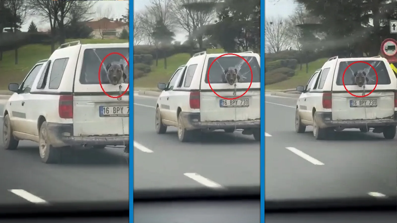 Kırık Camdan Dışarı Bakan Sevimli Köpek!