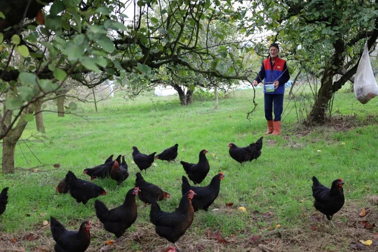 Kırsalda İstihdamı Artıran Yumurta Projesi!