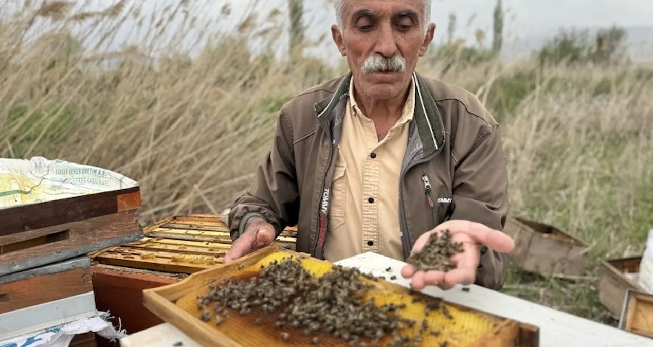 Kış Soğukları Erzincan Arılarını Tehdit Ediyor!