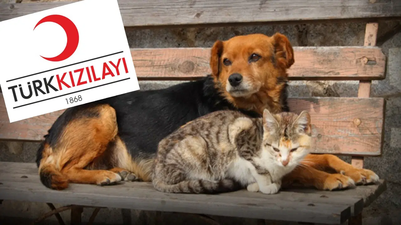Kızılay’dan Sokak Hayvanlarına Destek Talimatı