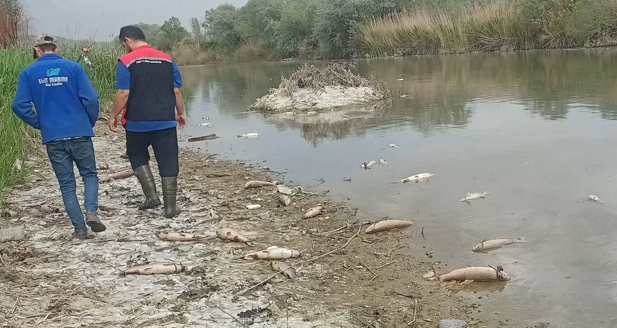 Kızılırmak’ta Elektrik Şoklamasıyla Balık Ölümleri