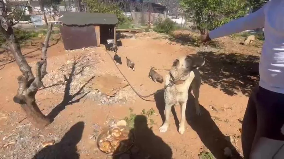 Kocaeli’de Köpek Üretiminde Şok Ceza!