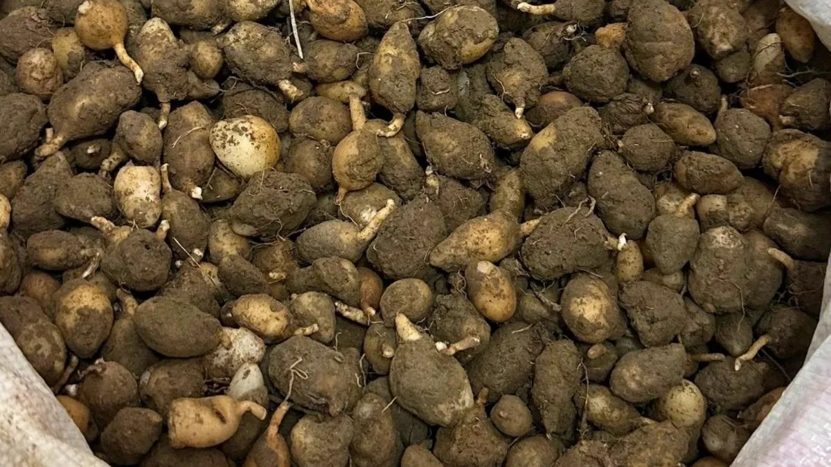 Kocaeli’de Salep Orkidesine 699 Bin Ceza!