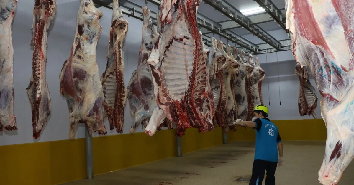 Kocaeli Mezbahası: Kasapların Yeni Gözdesi!
