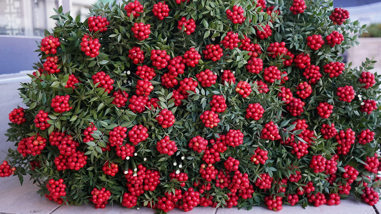 Kokina Yılbaşı İçin 500 TL’den Satışta!