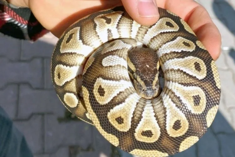 Konya’da Cebinden Yavru Piton Çıktı!
