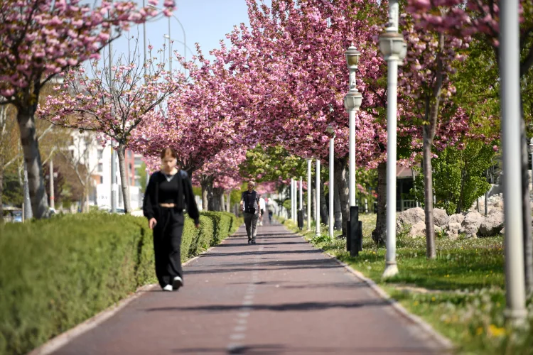 Konya’da Sakura Ağaçları Baharı Müjdeliyor