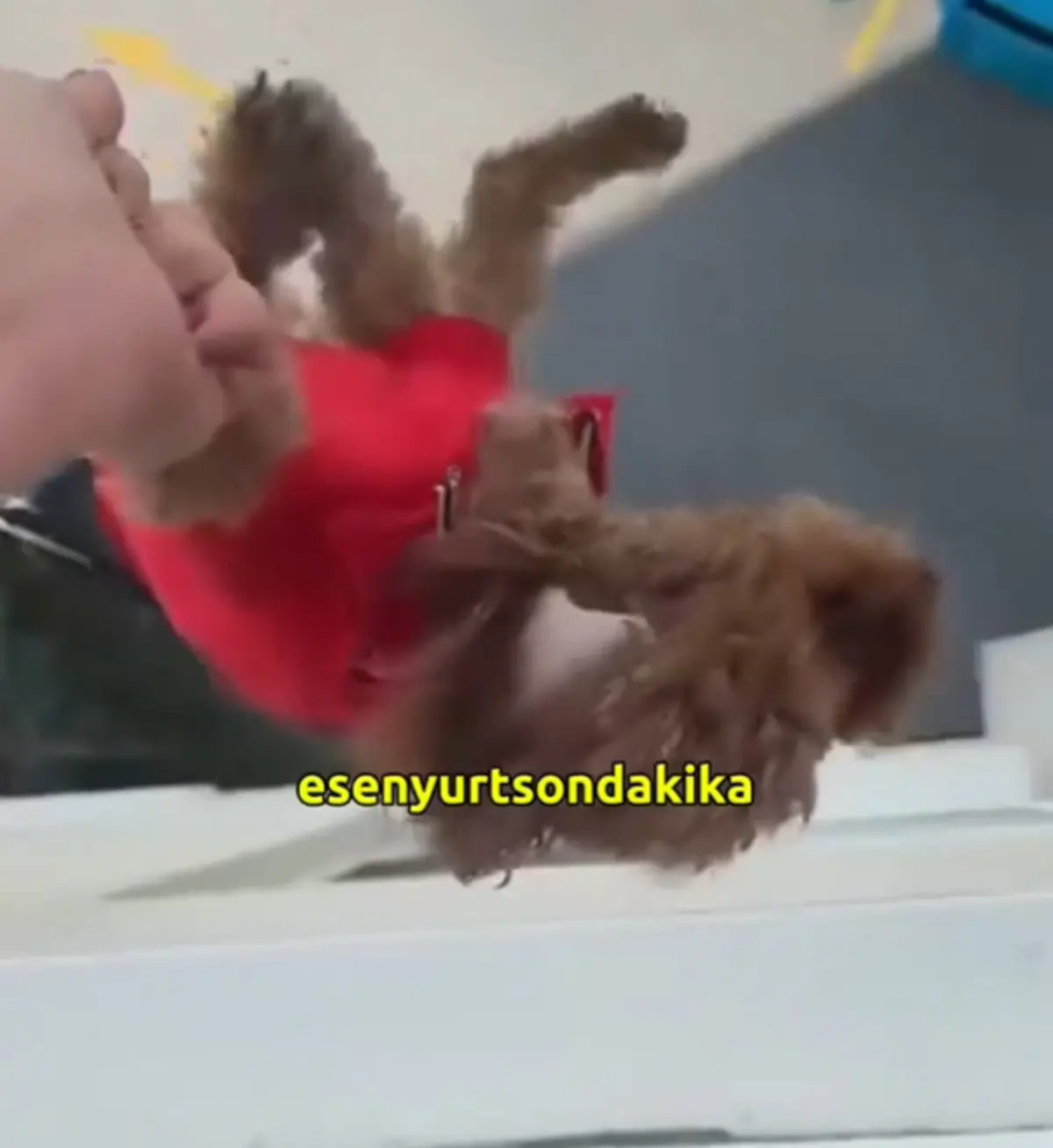 Köpeği sarkıtıp videoya çekti:
