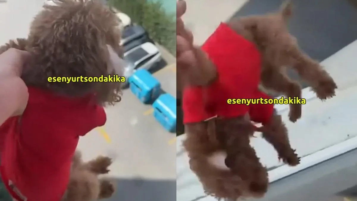 Köpeği Pencereden Sarkıtan Kadın Gündem Oldu