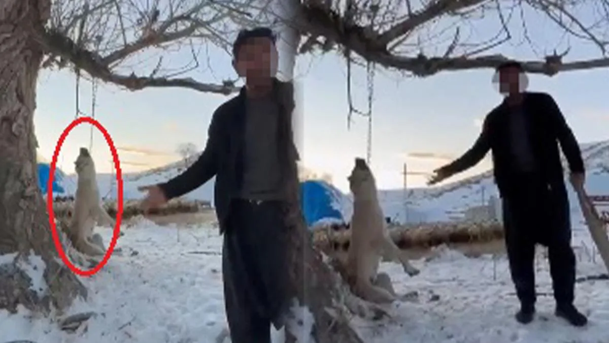 Köpeğini Asarak Öldüren Kişiye Tepkiler Yağıyor