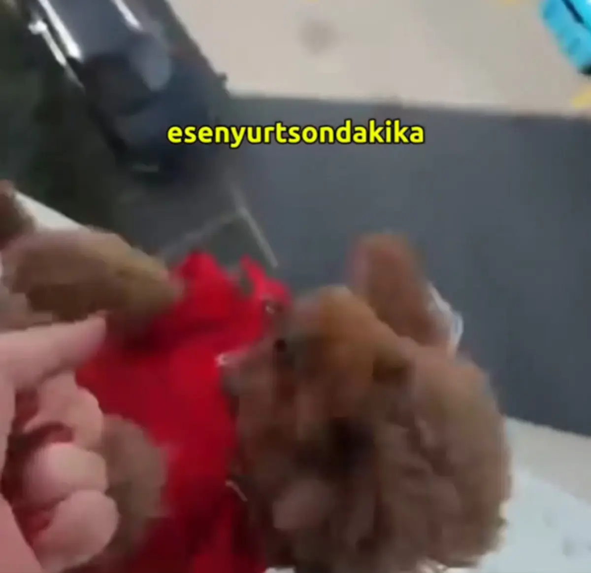 Köpeği sarkıtıp videoya çekti: