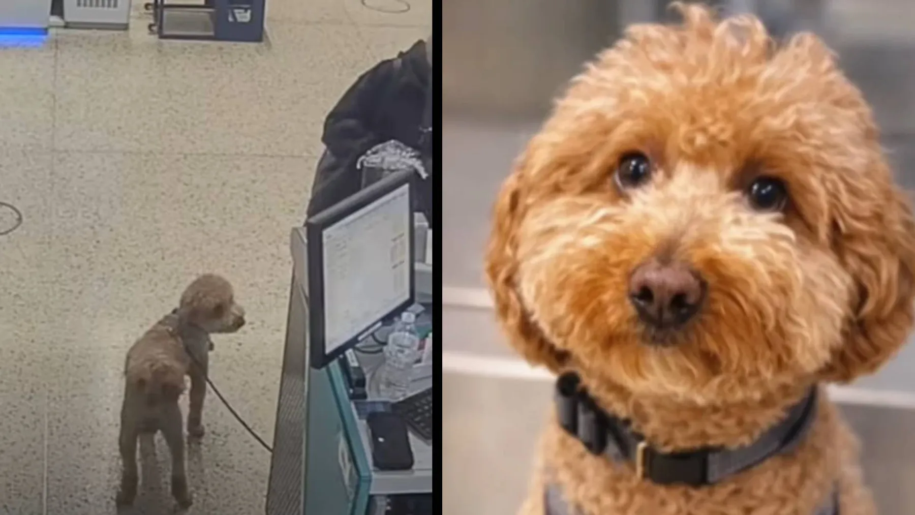 Köpeğini Uçakta Unutan Kadın Tutuklandı!