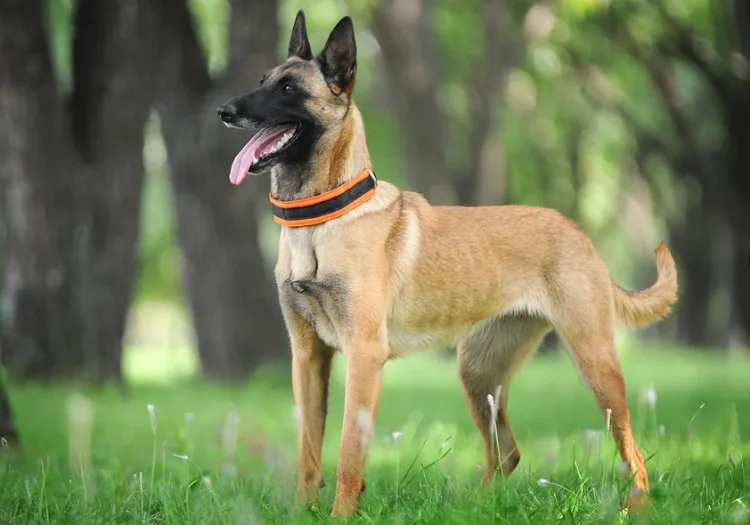 Köpek Saldırısı: Genç Kadın Hayatını Kaybetti