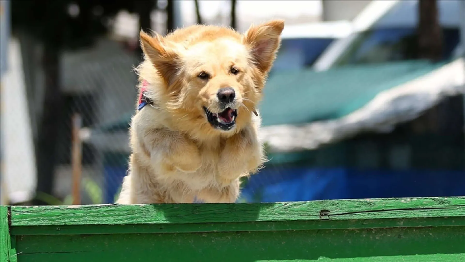 Köpek Saldırısında 2 Milyon Lira Tazminat!