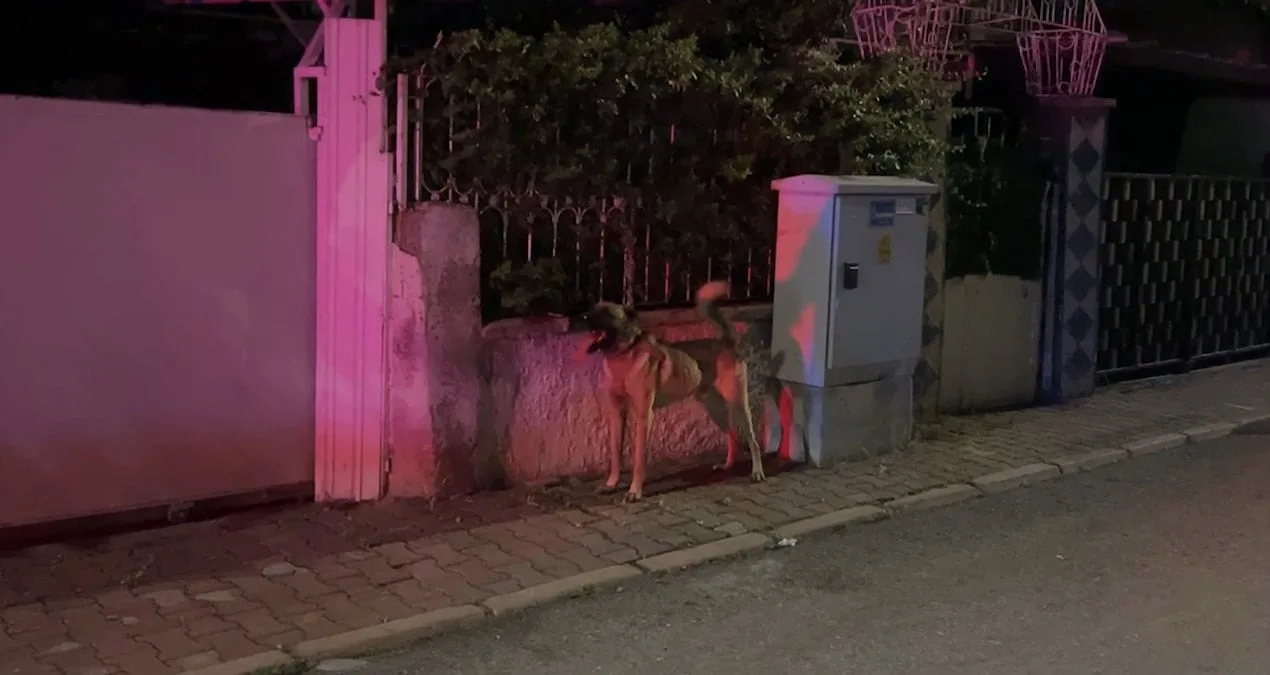Köpek Saldırısında 6 Yaşındaki Çocuk Yaralandı!