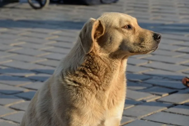 Köpek Teması Sonrası Kuduz: Hayatını Kaybetti!