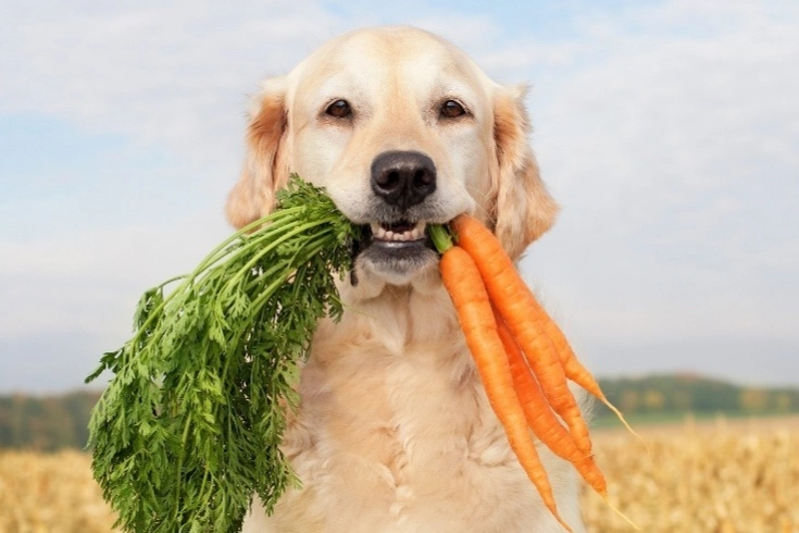 Köpeklerin Vegan Diyeti: Gezegen İçin Daha Faydalı!