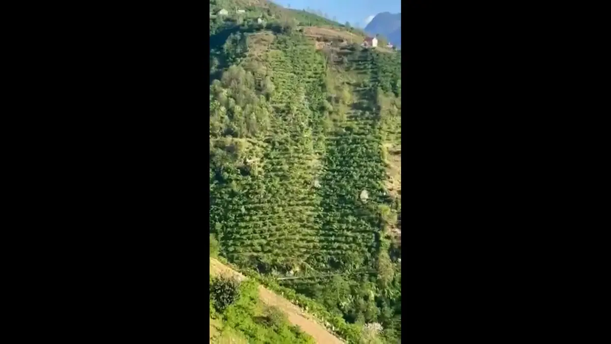 Yer: Giresun... Korkunç kaza kamerada: Yüzlerce metrelik uçurumdan aşağı düştü! 2