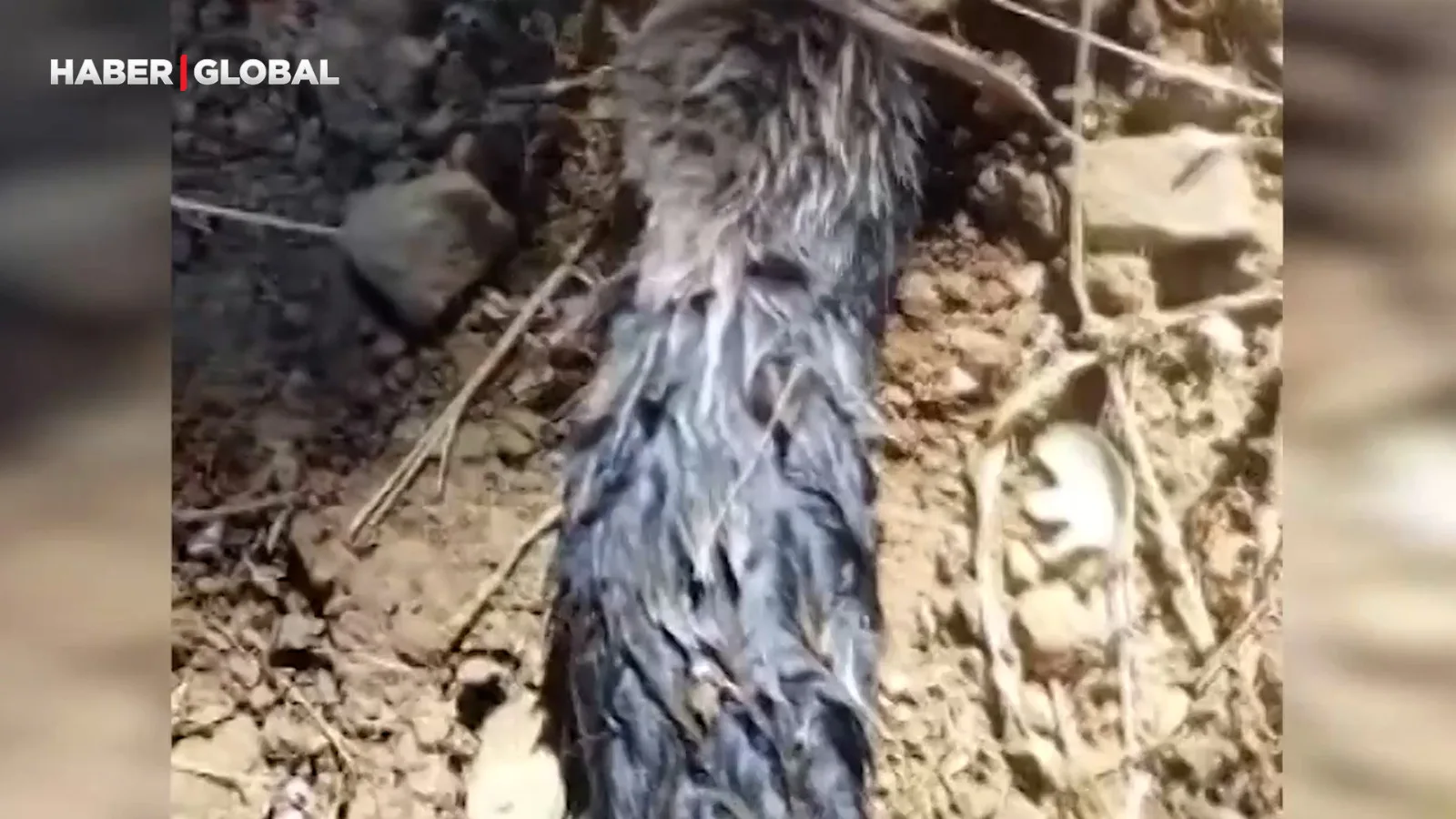 Köstebek Sandı, Kör Fare Çıktı!
