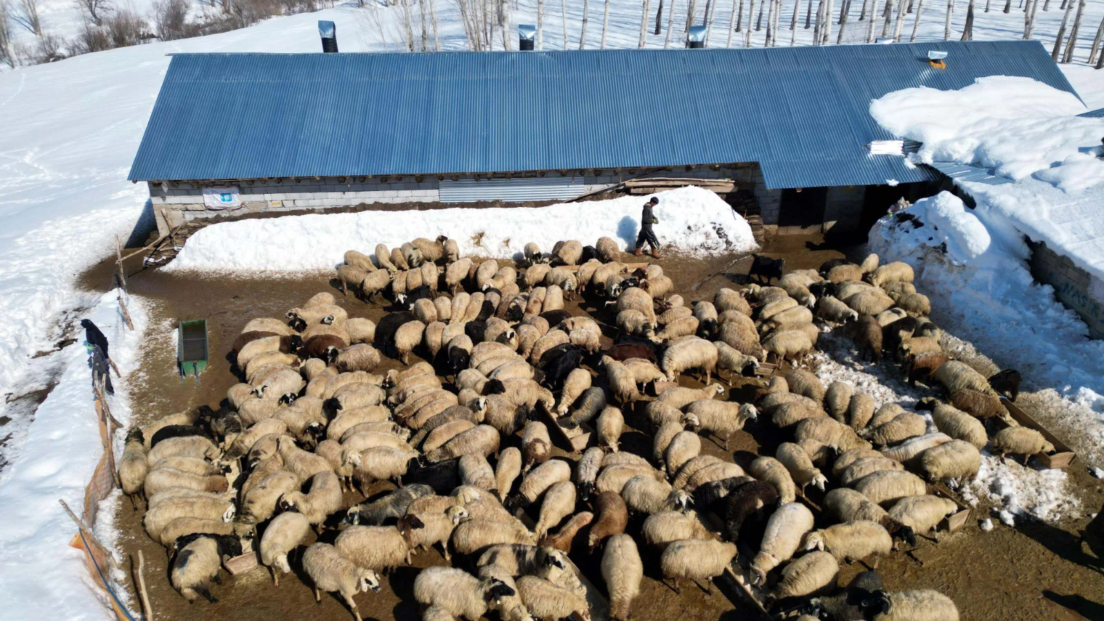Köyüne Dönüp Koyun Sayısını 680’e Çıkardı!