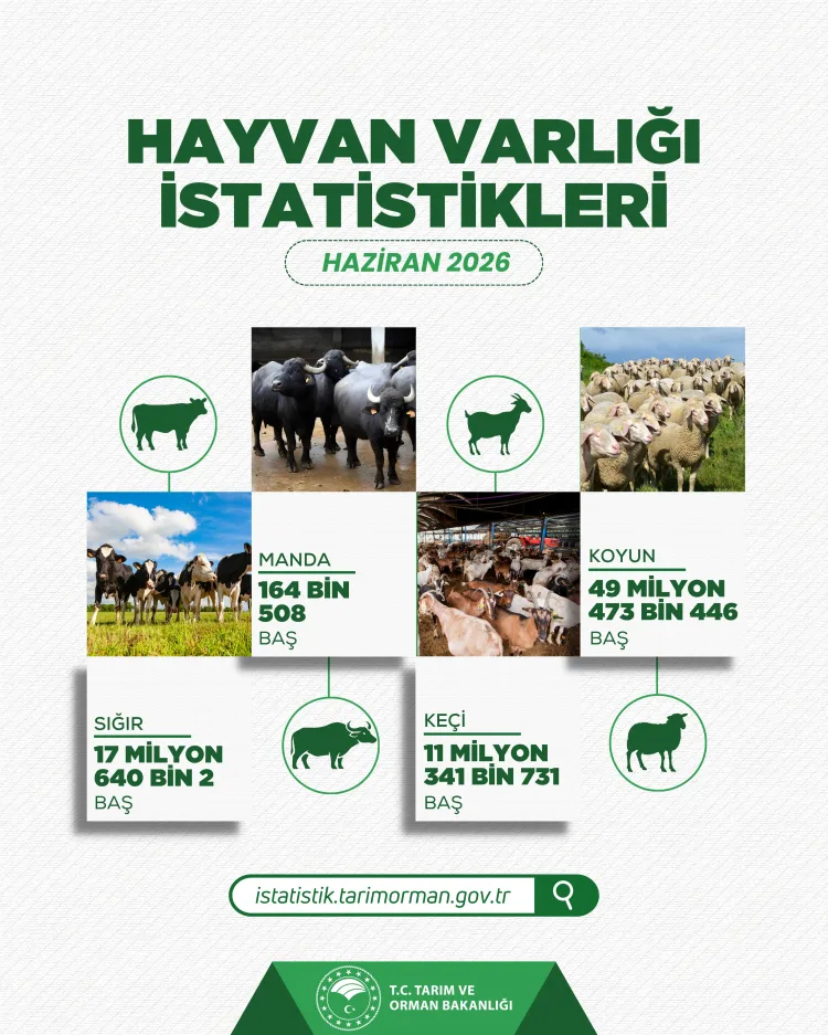 Küçükbaş Hayvan Sayısında Rekor Artış!