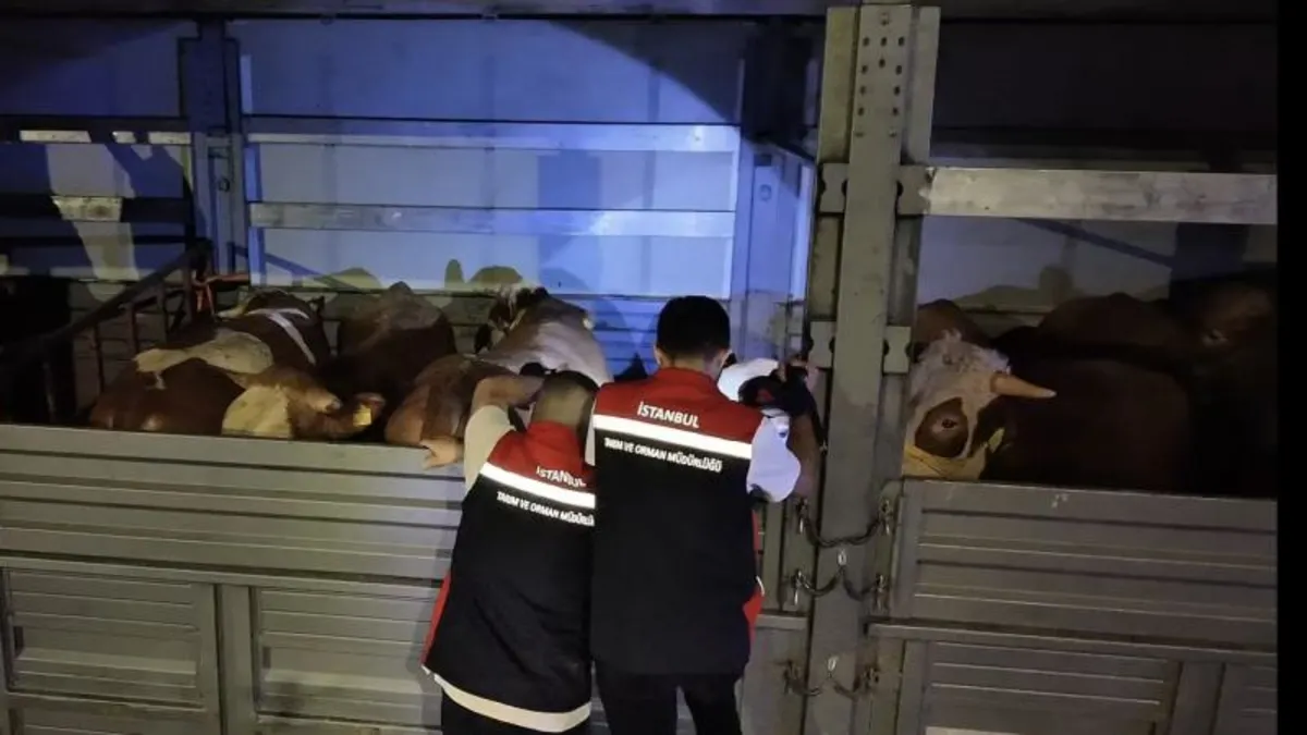 Kurban Bayramı İçin Hayvan Sevkiyatı Başladı