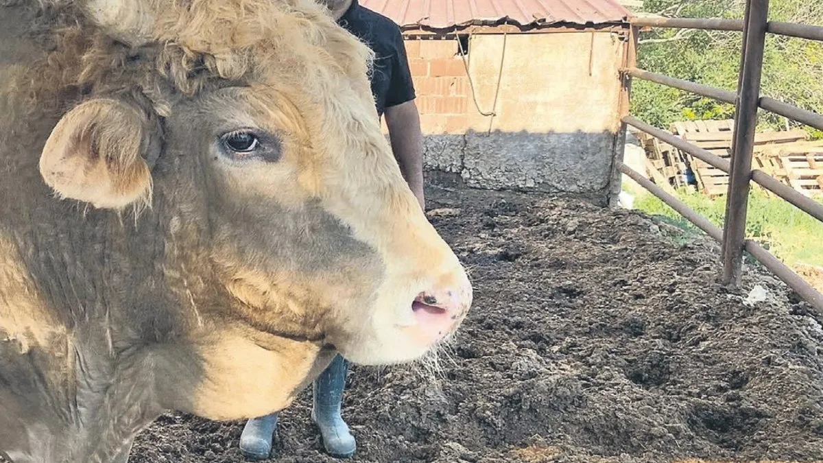 Kurban Bayramı’nda 14 Binden Fazla Yaralı!