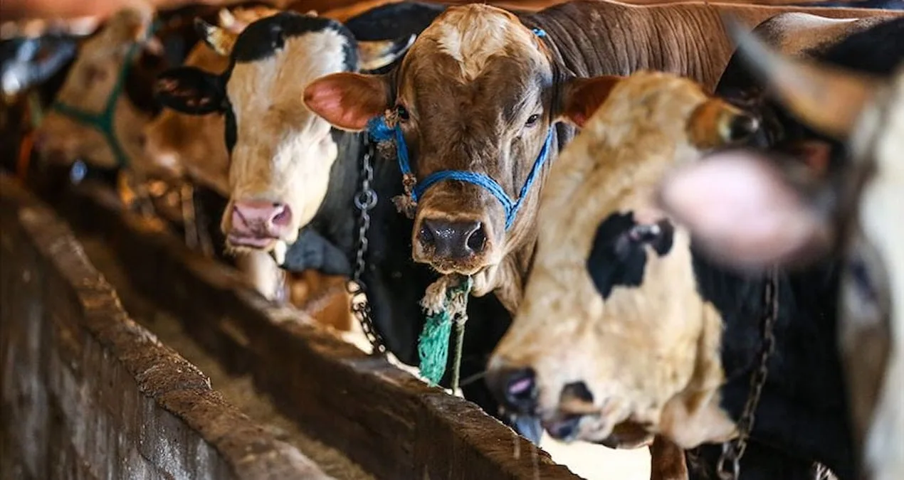 Kurban Bayramı’nda Hayvan Fiyatları Rekor Kırıyor
