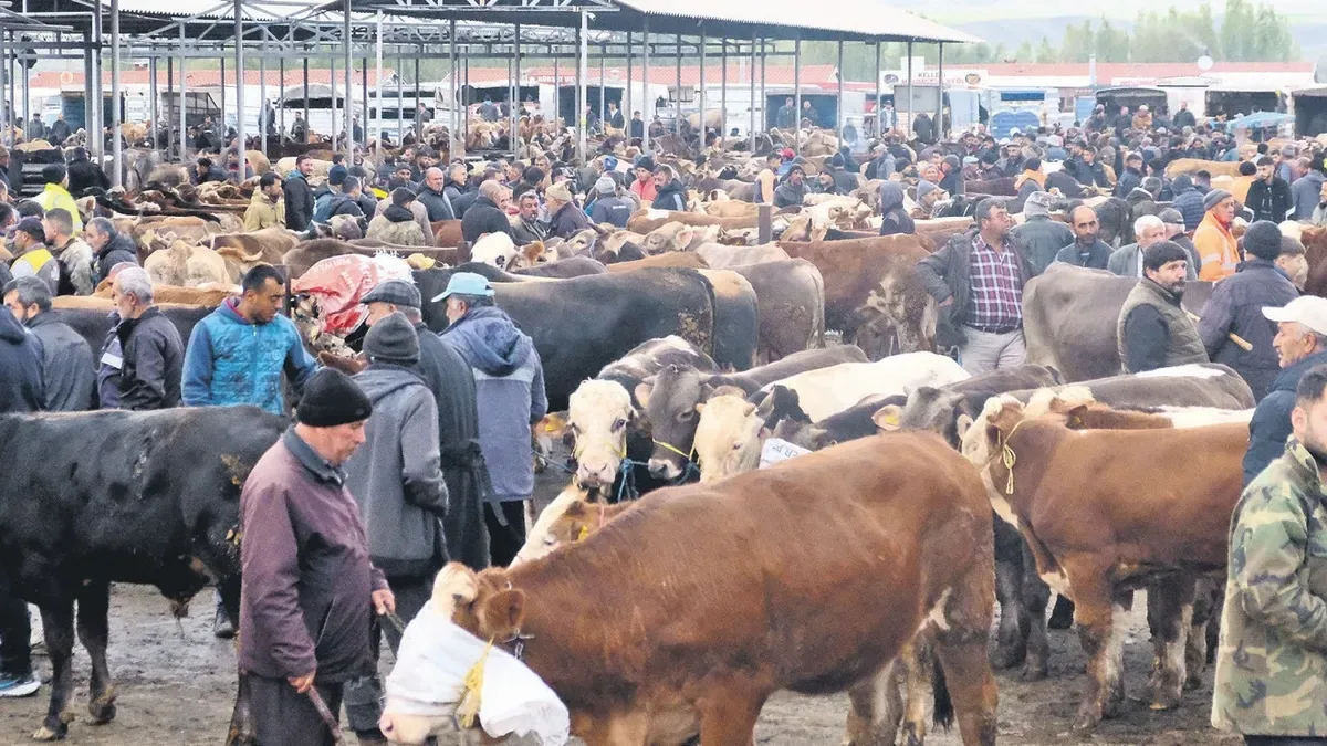Kurban Bayramı’nda Hayvan Pazarında Yoğunluk Artıyor!