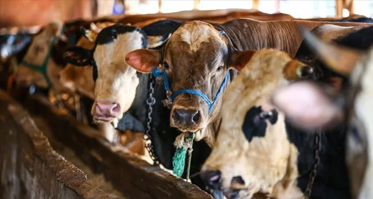 Kurban Bayramı’nda Hayvan Yakalama Eğitimi Verildi