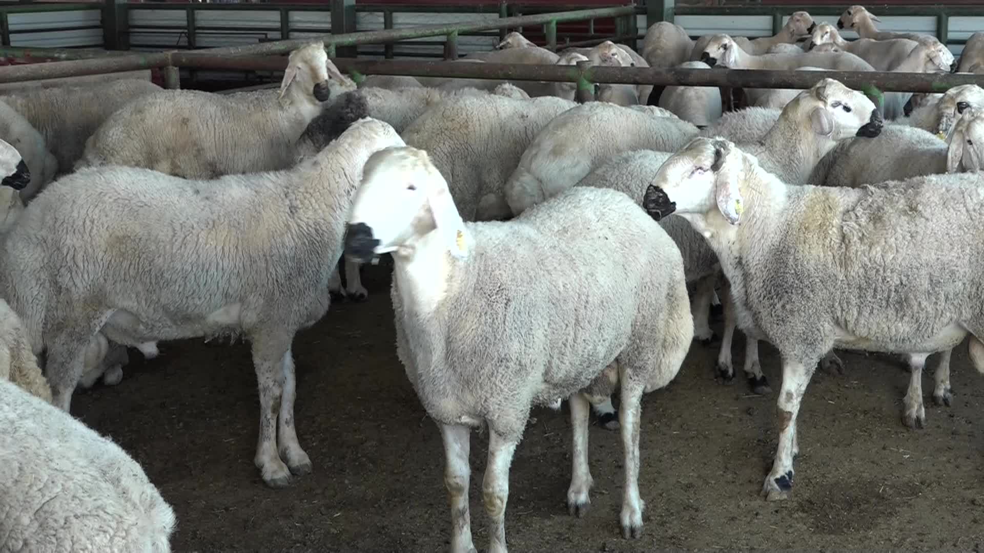 Kurban Pazarı’nda Yoğunluk ve Denetim Artışı
