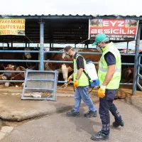 Kurban pazarlarında sinekle kesintisiz mücadele