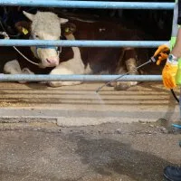 Kurban pazarlarında sinekle kesintisiz mücadele