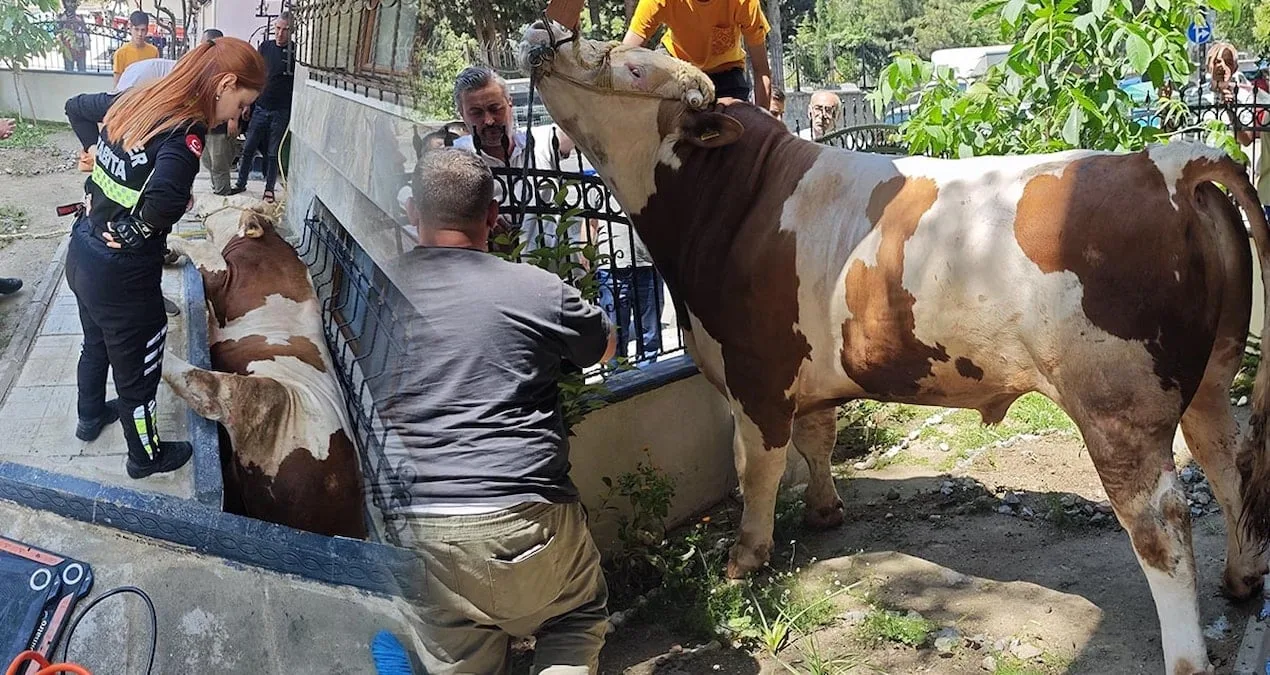 Kurbanlık Boğa Zor Durumdan Kurtarıldı!