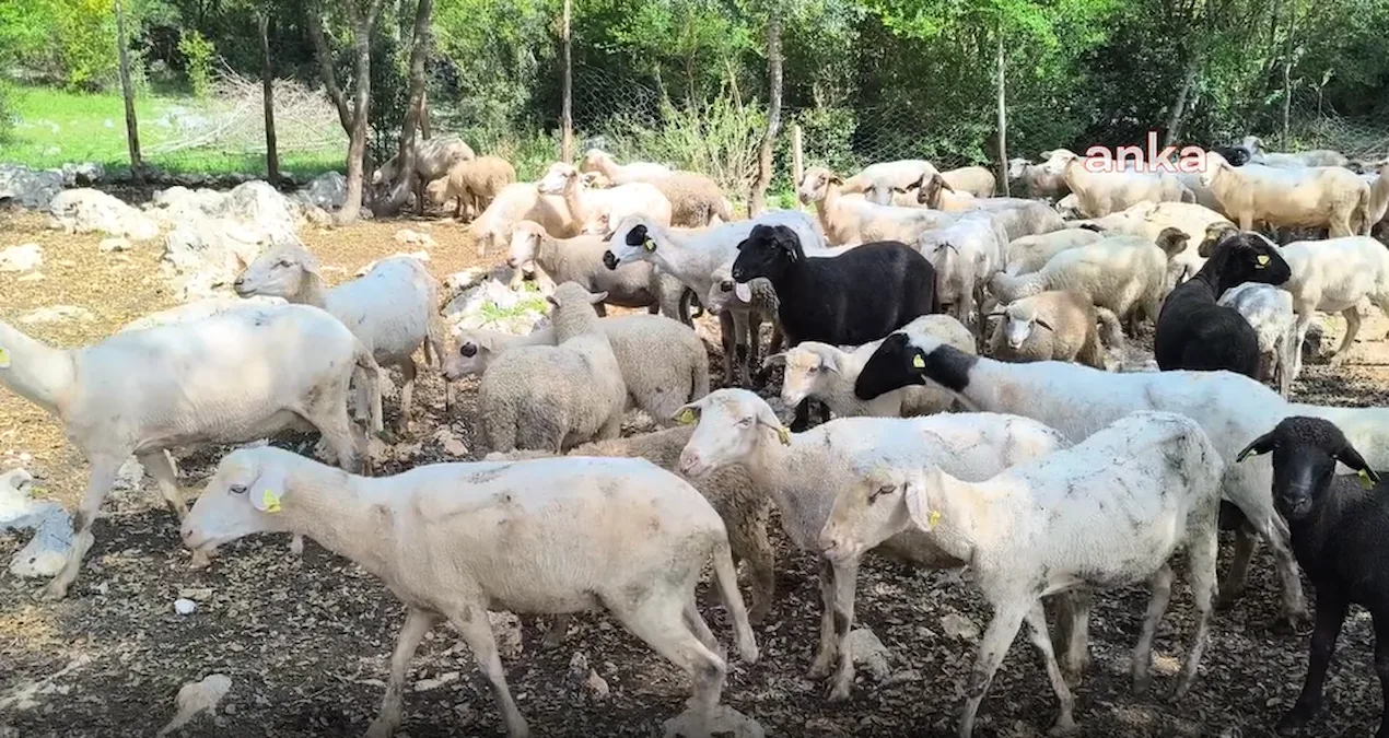 Kurbanlık Fiyatları Uçuşa Geçti, Çiftçiler Zorda!