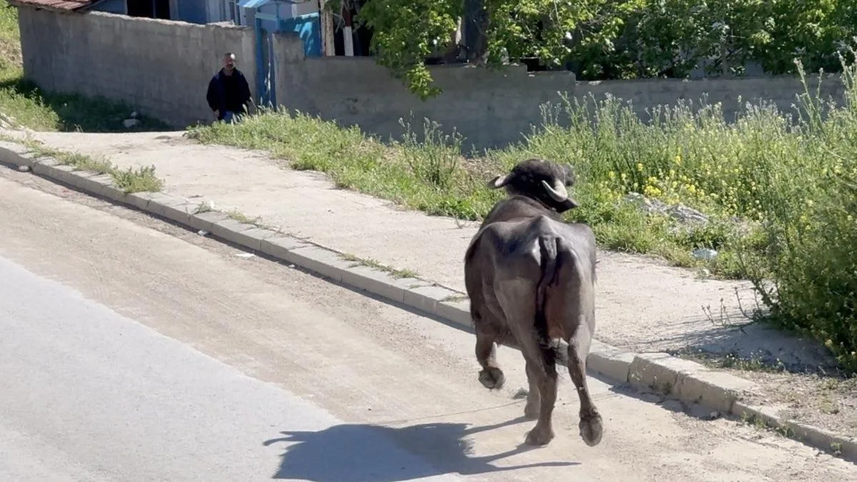 Kurbanlık Hayvan Sahibinden Kaçıp Mahsur Bıraktı!