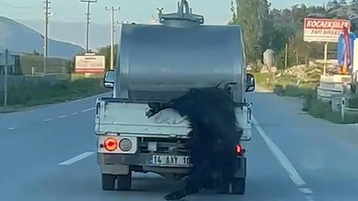 Kurbanlık Hayvanı Süt Aracına Bağlayarak Sektör