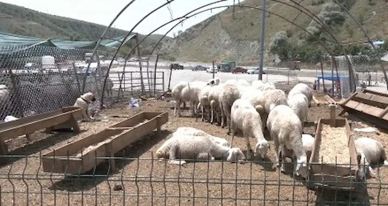 Kurbanlık Satışları Düştü, Besiciler Dertli!