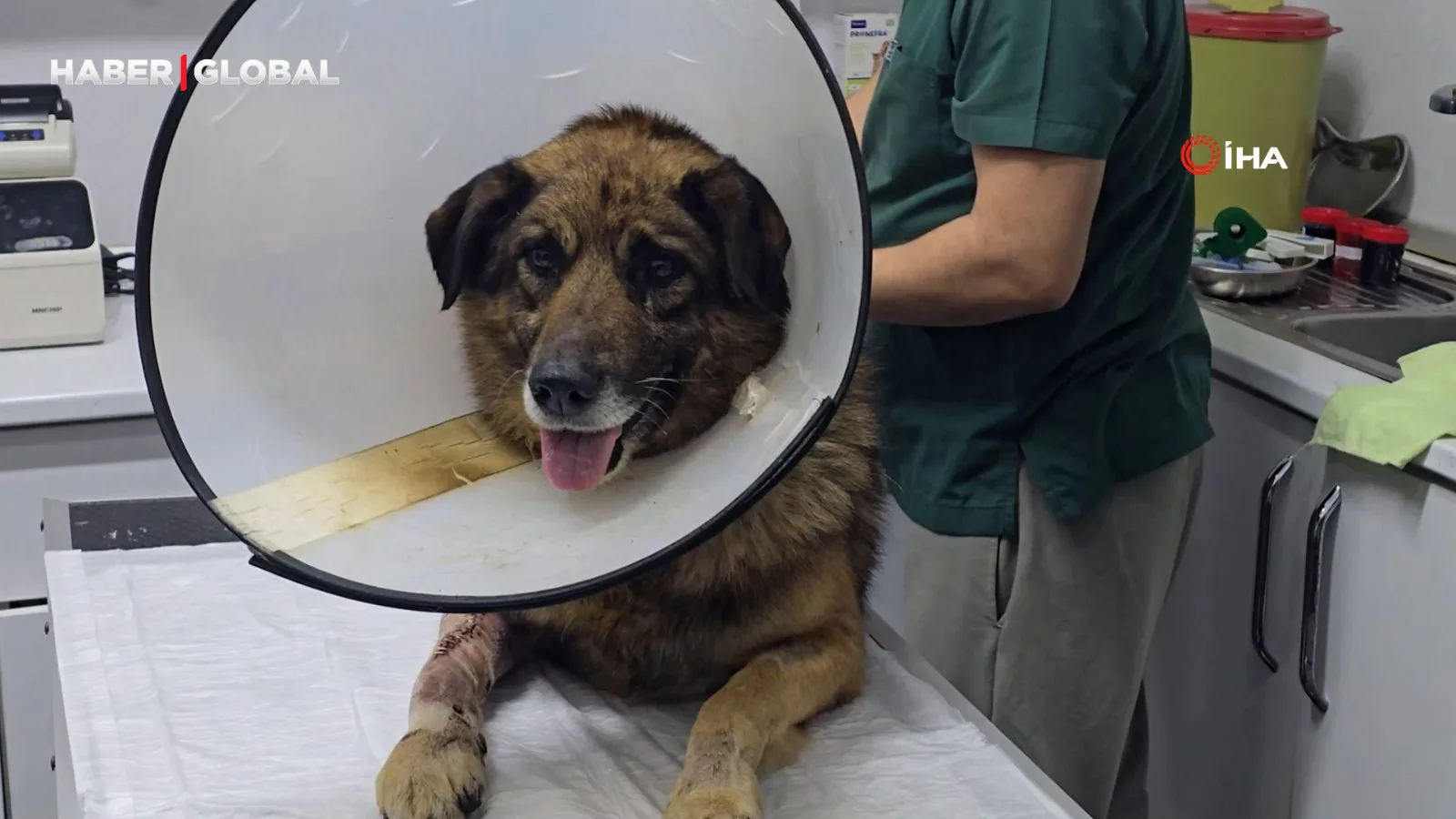 Kurşun: 4 Kurşunla Vurulan Köpek Hayata Döndü!