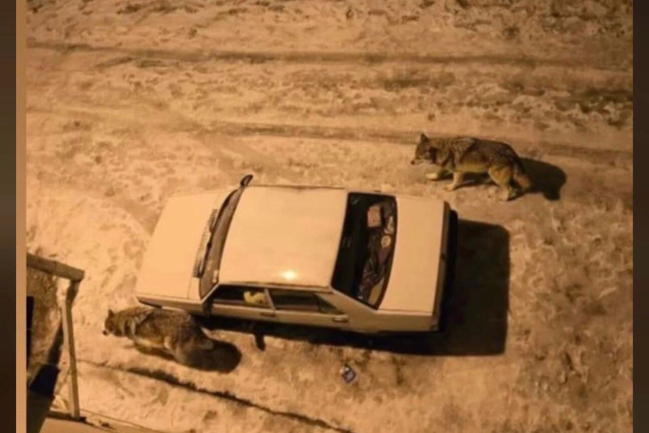 Kurtlar Kar Yağışı Sonrası Şehir Merkezinde!