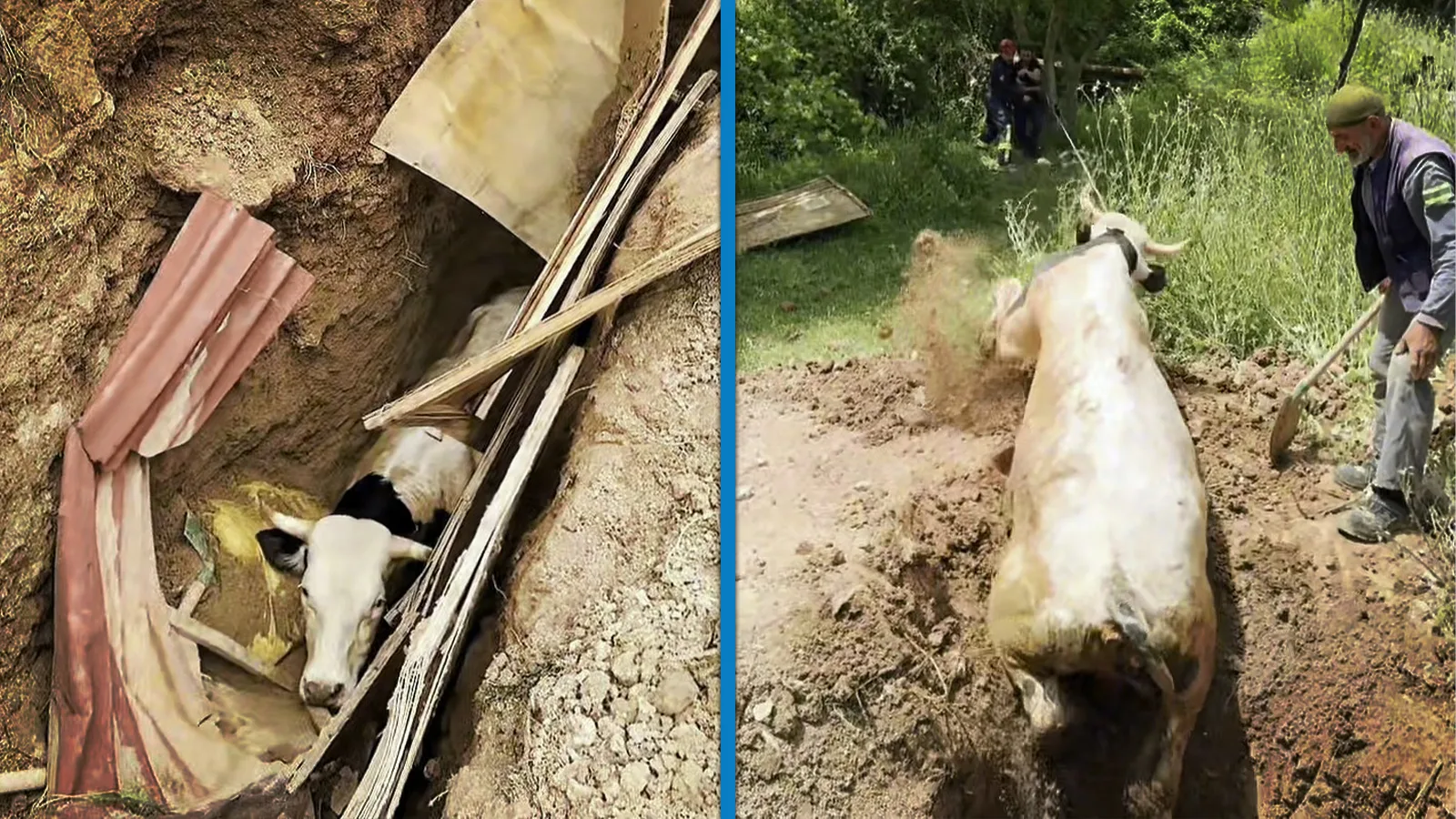 Kuyuda Mahsur Kalan Boğa, İtfaiyece Kurtarıldı!