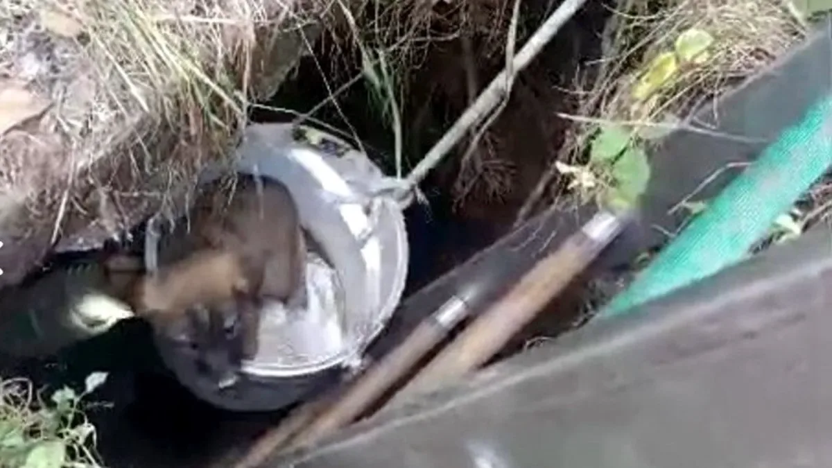 Kuyudaki Yavru Köpekler için İtfaiye Seferberliği!