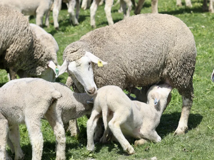 Kuzuların Anneleriyle Buluşması Bereketi Simgeliyor