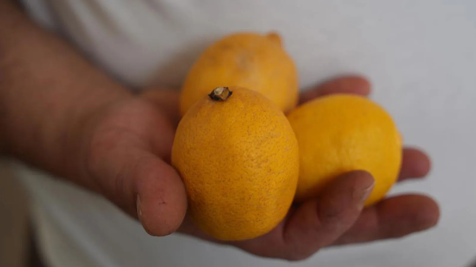 Limon Fiyatları Bayburt’ta 200 Lirayı Aştı!
