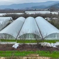 Lodostan zarar gören seralara Büyükşehir desteği