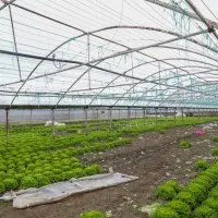 Lodostan zarar gören seralara Büyükşehir desteği