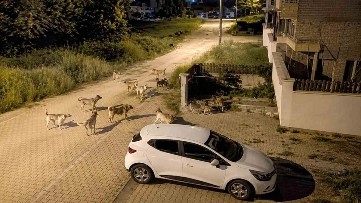 Mahalledeki Köpek Sürüsü Vatandaşları Korkutuyor!